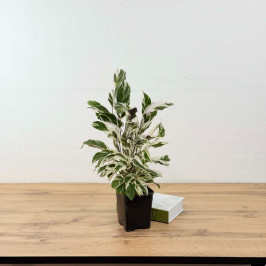 Калатея Вайт Фьюжн D:13см H:40см