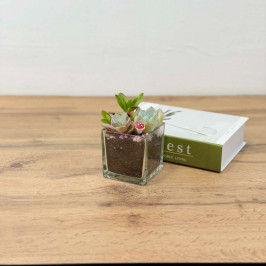 Композиция из суккулентов в стеклянном кашпо D:11 H:17