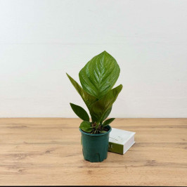 Антуриум Джангл Буш D:12см H:35см