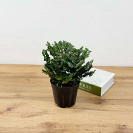 Пеллея круглолистная (Пуговичный папоротник) D:14см H:30см