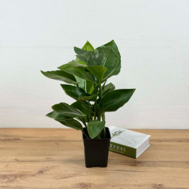 Стрелиция Николая D:14см H:45см