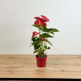 Антуриум Джамбо Красный D:14см H:50см