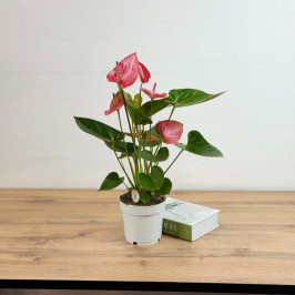 Антуриум Ливиум (Розовый с прожилками) D:14см H:50см