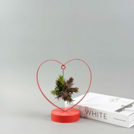 Тилландсия на подставке в виде сердца