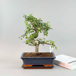 Бонсай Вяз Мелколистный (Китайский) D:30см H:50см