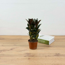 Фикус эластика Мелани D:11СМ H:30СМ