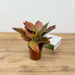 Аглаонема Шоколад D:12см H:30см