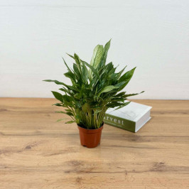 Спатифиллум вариегатный D:10см H:30см