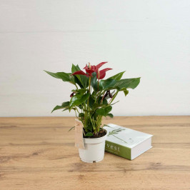 Антуриум Бандерола (Красный) D:12см H:40см