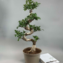Фикус Микрокарпа гинсенг S-форма D:24CM H:70CM