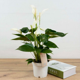Антуриум Бандерола (белый) D:12см H:40см