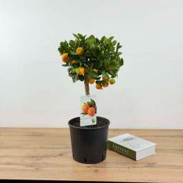 Мандариновое дерево D:21см H:60см