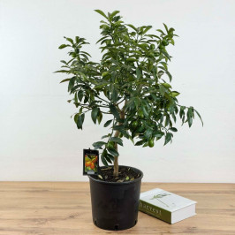 Цитрофортунелла Кумкват (зеленые плоды) D:21см H:70см