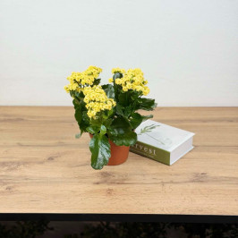 Каланхоэ Каландива желтая D:15см H:30см