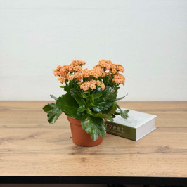 Каланхоэ Каландива оранж D:15см H:30см