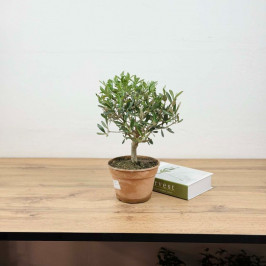 Олива Европейская деревце D:17см H:35см