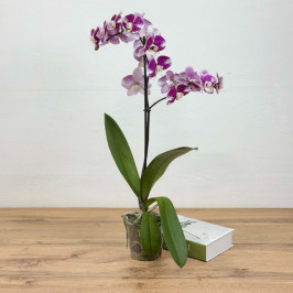 Орхидея Фаленопсис Арлекин 1 ствол D:12см H:70см