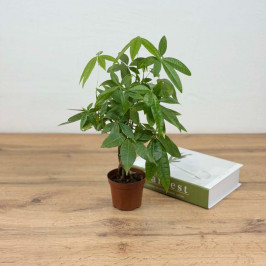 Пахира Акватик Коса D:9см H:30см