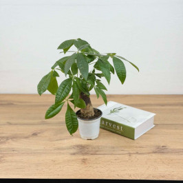 Пахира Акватика Ствол D:10см H:30см