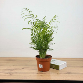 Хамедорея Элеганс D:17см H:50см