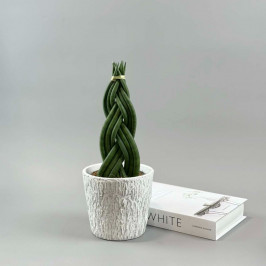 Сансевиерия переплетенная в белом горшке D:15см H:40см