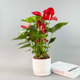 Антуриум Джамбо Красный в белом горшке D:14см H:50см