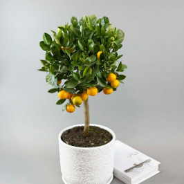 Мандариновое дерево в белом горшке D:22см H:60см