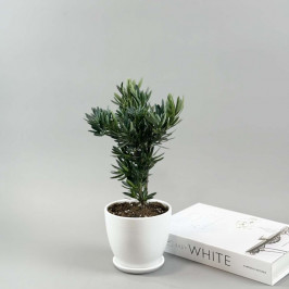 Подокарпус крупнолистый в белом горшке D:12см H:30м