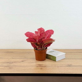 Аглаонема Чайна красная D:16см H:40см