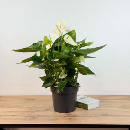 Антуриум Аляска D:23см H:75