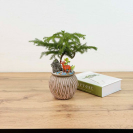 Араукария Каннингема Бонсай композиция D:12см H:35см