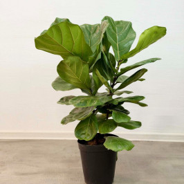 Фикус Лирата 2 ствола D:23СМ H:95СМ