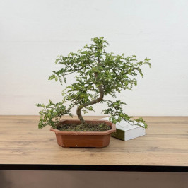 Фисташка Китайская D:21см H:50см (Pistacia chinensis)