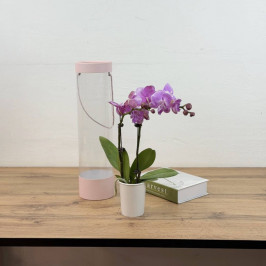 Орхидея Фаленопсис в боксе 1 ствол D:9см H:50см