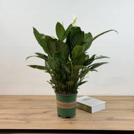 Спатифиллум Шопен D:18см H:65см
