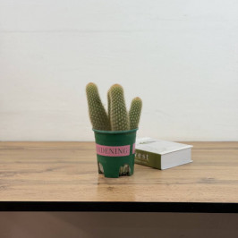 Кактус Стеноцереус 4 ствола D:14см H:40см