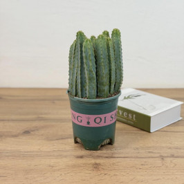 Миртиллокактус геометрический 15 стволов D:14см H:40см