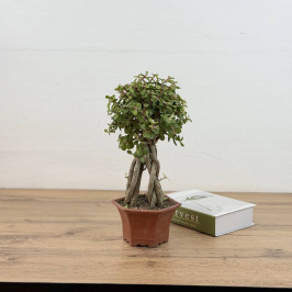 Бонсай Портулакария Афра D:15см H:35см