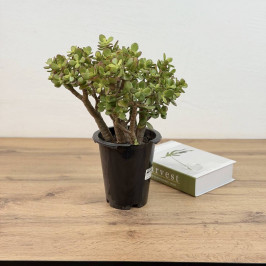 Крассула Овата Минор (Денежное дерево) D:16см H:40см