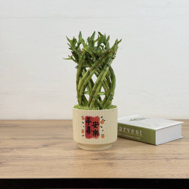 Бамбук лаки спираль в керамике D15 H35