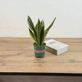 Сансевиерия Голд Флейм (Щучий хвост) D:10см