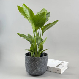 Стрелиция Николая (Райская птица) в сером горшке D:18см H:45см