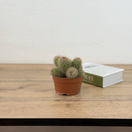 Маммиллярия колючейшая (Spinosissima) D:12см H:25см