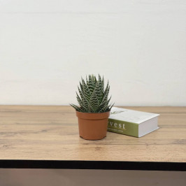 Алоэ Тики Таки D:12см H:25см