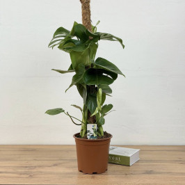Монстера Делициоса моссток D:19см H:90см