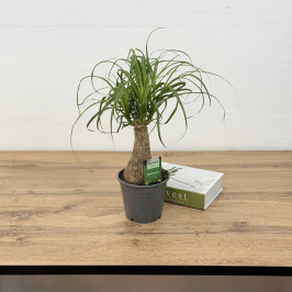 Нолина Бокарнея рекурвата D:14см H:40см