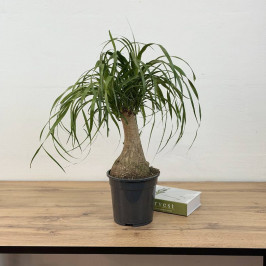 Нолина Бокарнея рекурвата будда D:19см H:60см