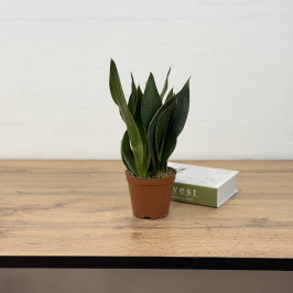 Сансевиерия Блэк Даймонд D:12см H:40см