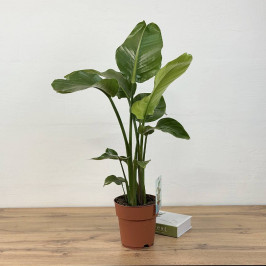 Стрелиция Николая D:19см H:90см