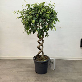 Фикус Бенджамина Экзотика двойная спираль D:32СМ H:140СМ